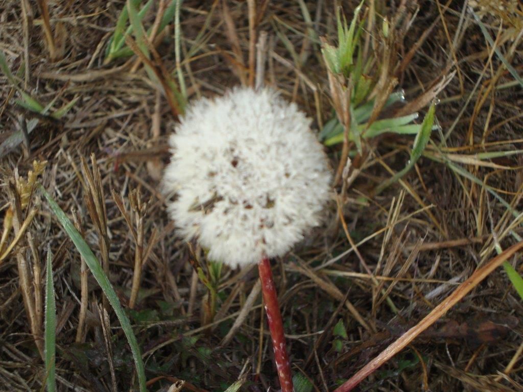 Dandelion